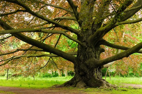 beech-tree